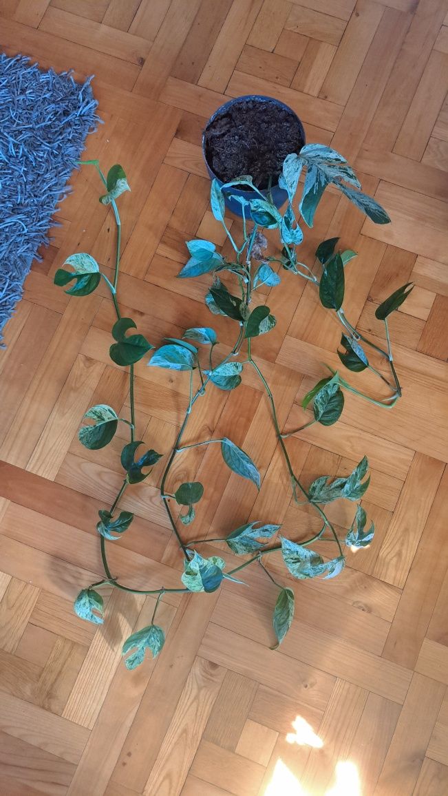 Epipremnum pinnatum Marble variegata