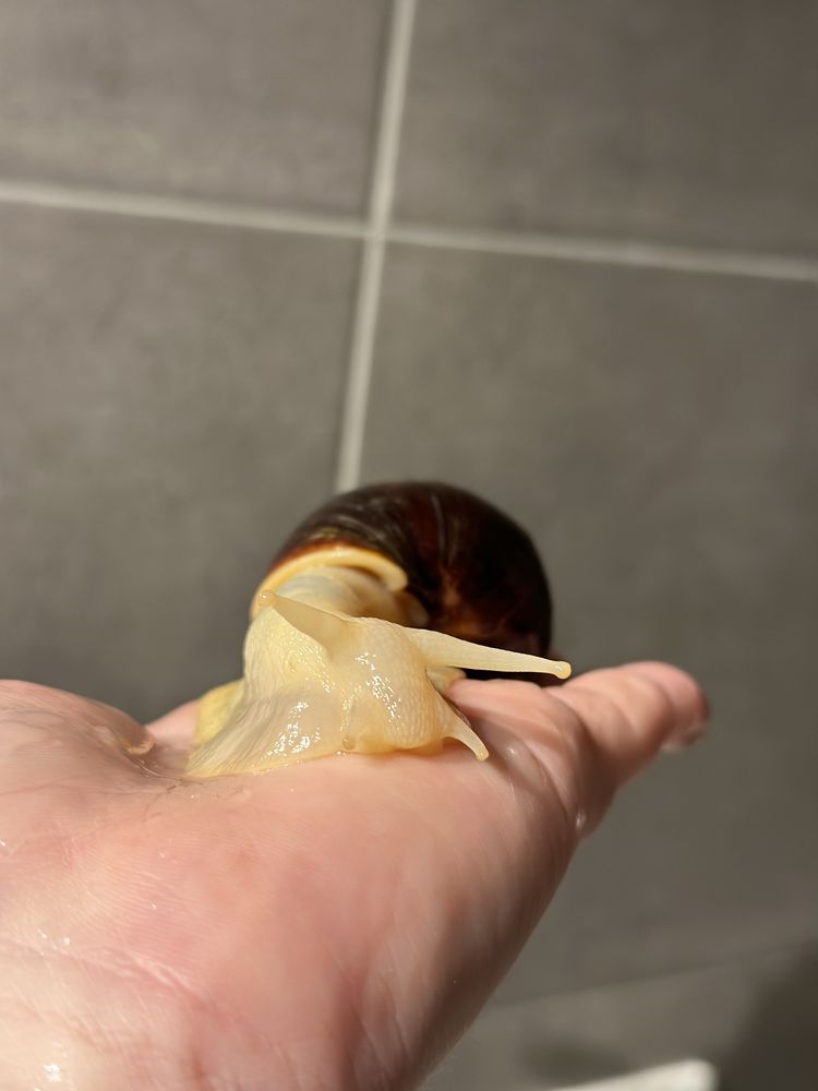 ślimaki afrykańskie Lissachatina Fulica Albino body