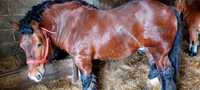 Konie klacz  ogier źrebak konie zimnokrwiste likwidacja hodowli