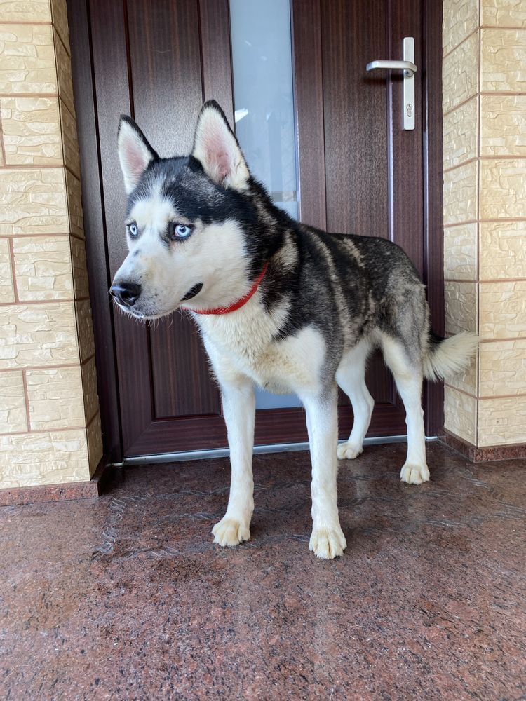 Husky Syberyjski