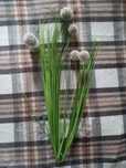 Dandelioni home & you home&you kwiat gałązka dmuchawce dmuchawiec