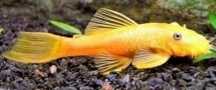 Zbrojnik gold  (glonojad) L144