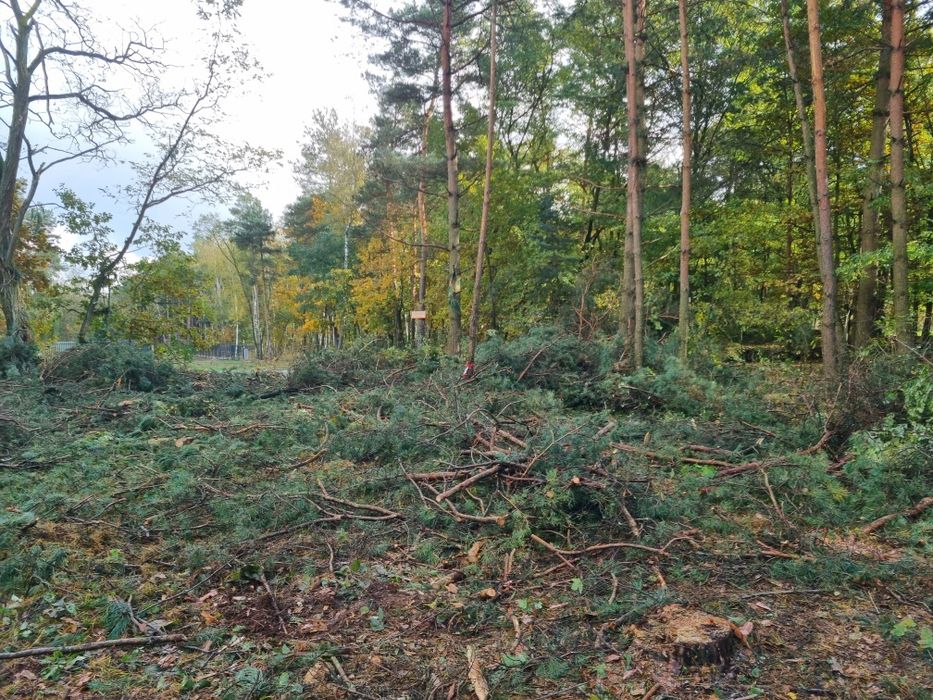 Oddam za darmo gałęzie po ścince. Głównie sosna i inne.