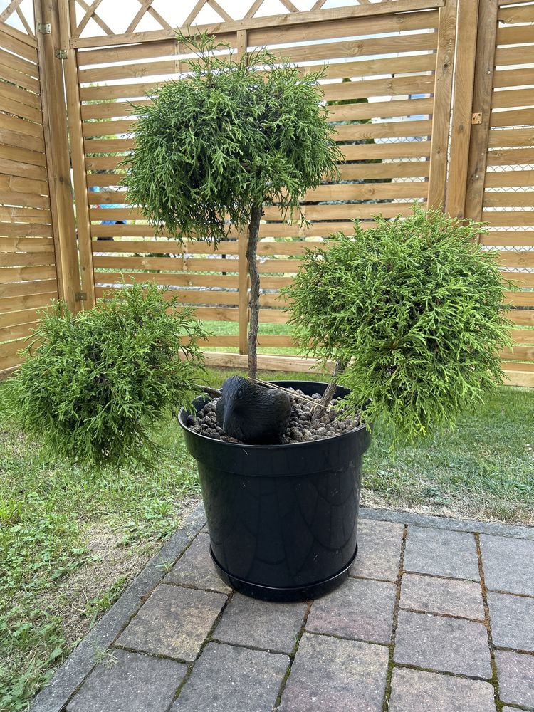 Krzew formowany, bonsai