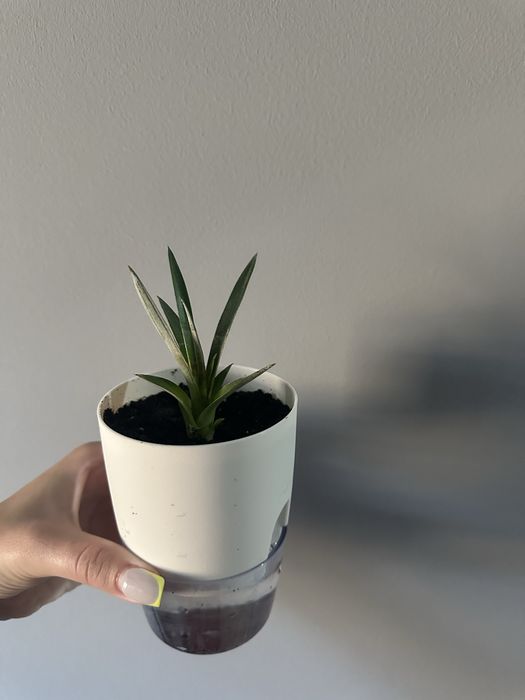 Детки комнатного декоративного ананаса