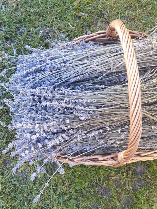 1 kg suszonej lawendy z łodygami