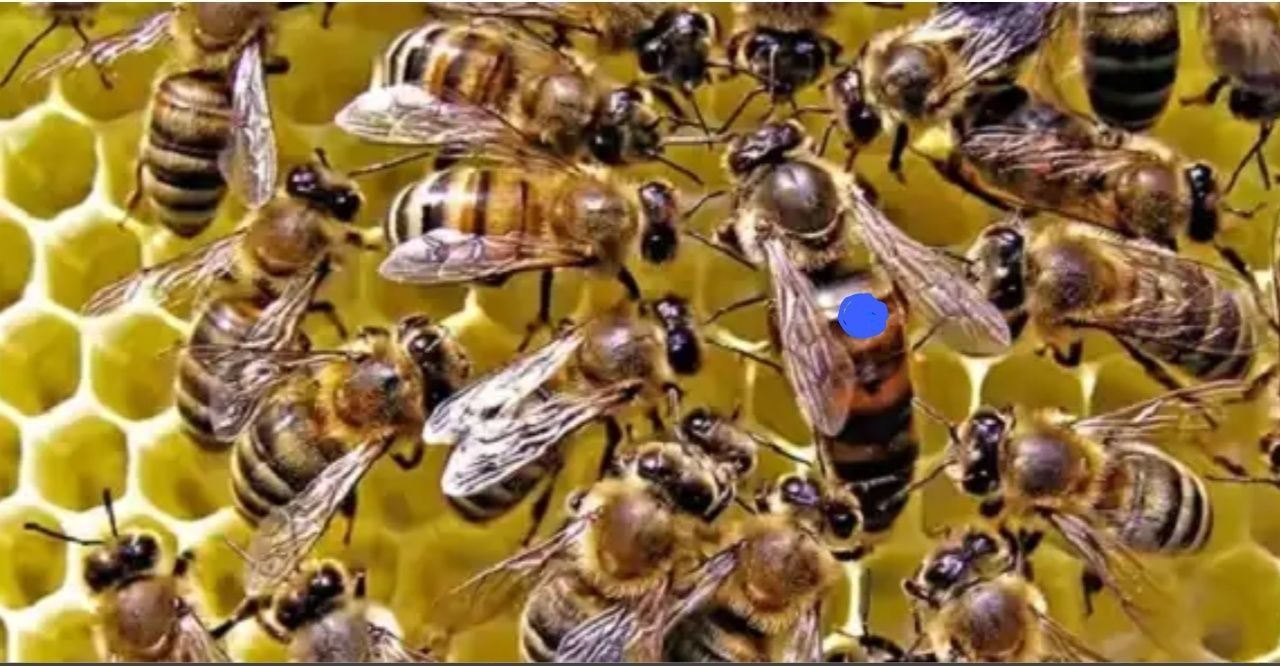 Матки пчелиные  Украинская степная, пчелопакеты, пыльца, воск