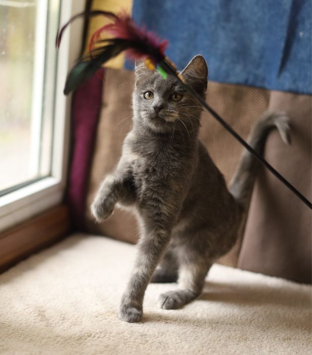 Дівчинка кошеня 4 місяці Асса