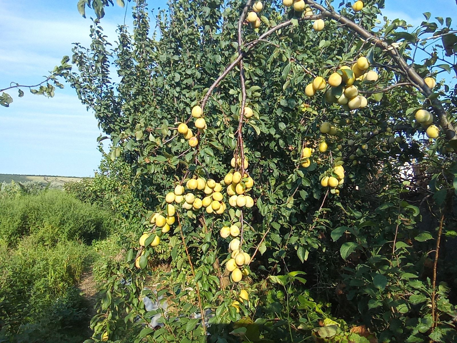 Слива жёлтая "Утро"