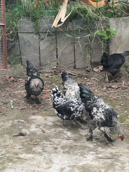 Granise machos e fêmeas