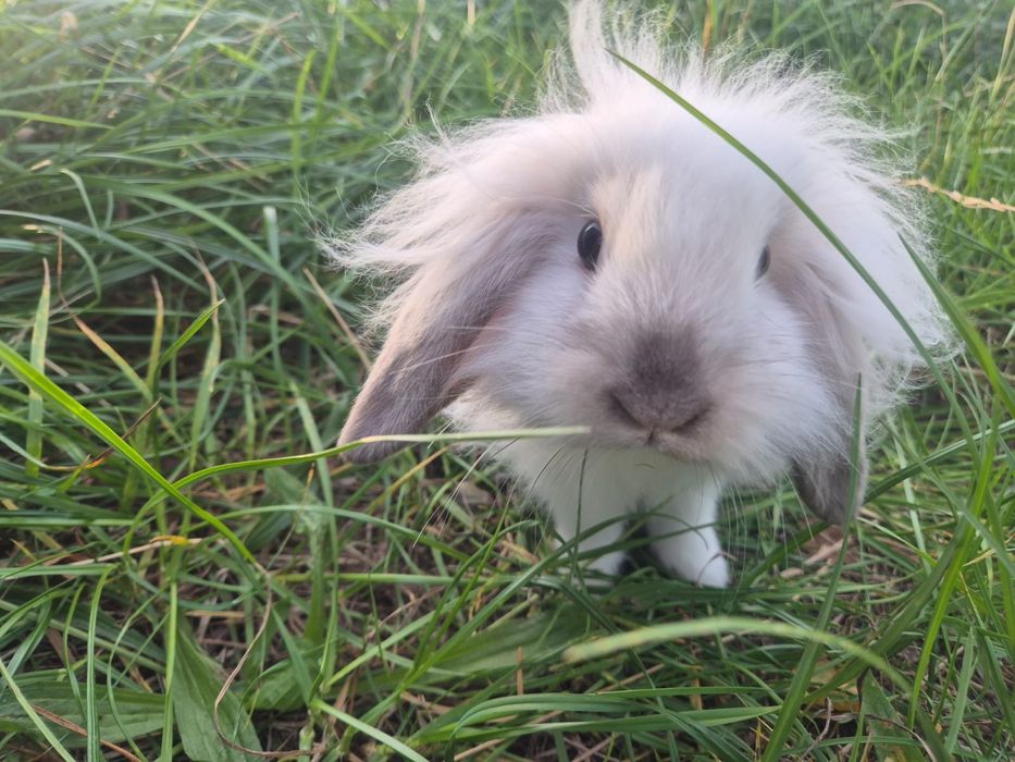 Krolik miniaturka baranek