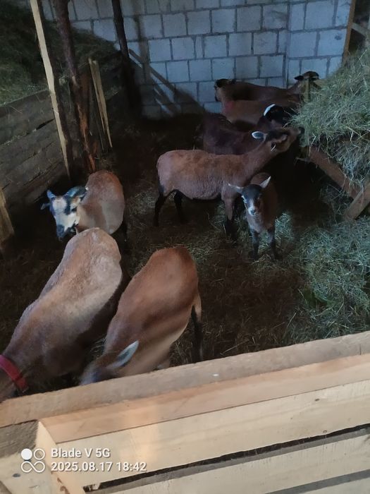 Sprzedam owce kamerunskie