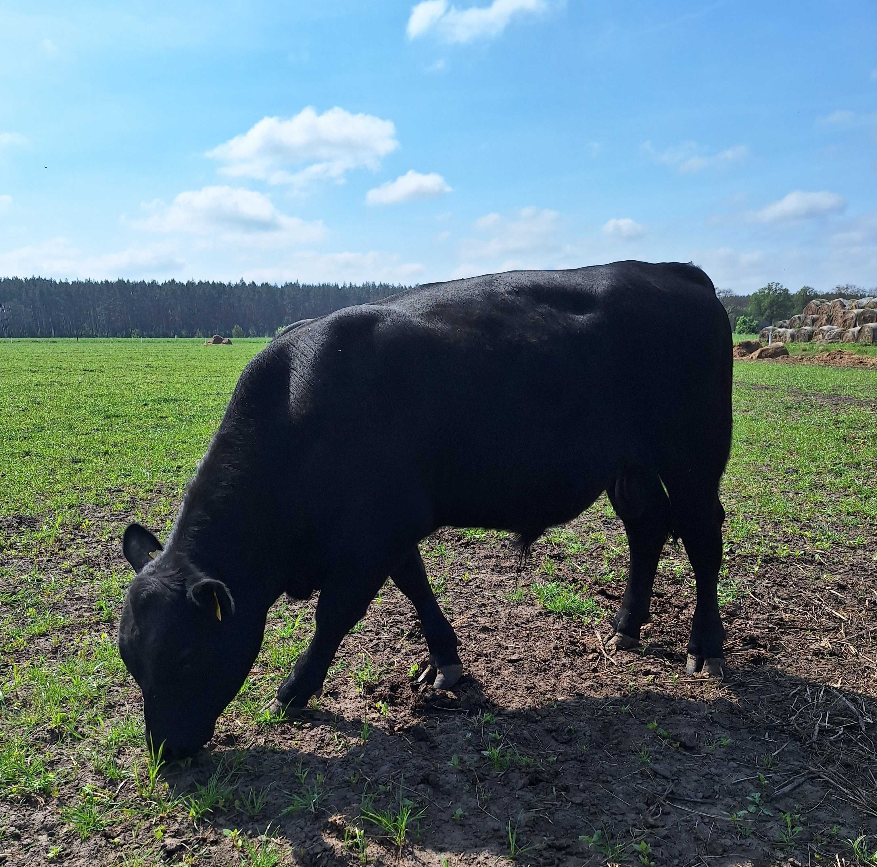 Byk Angus Czarny na rozpłodnika, pod oceną PZHIPBM