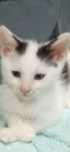 Kocie siostry małe dzieci do adopcji