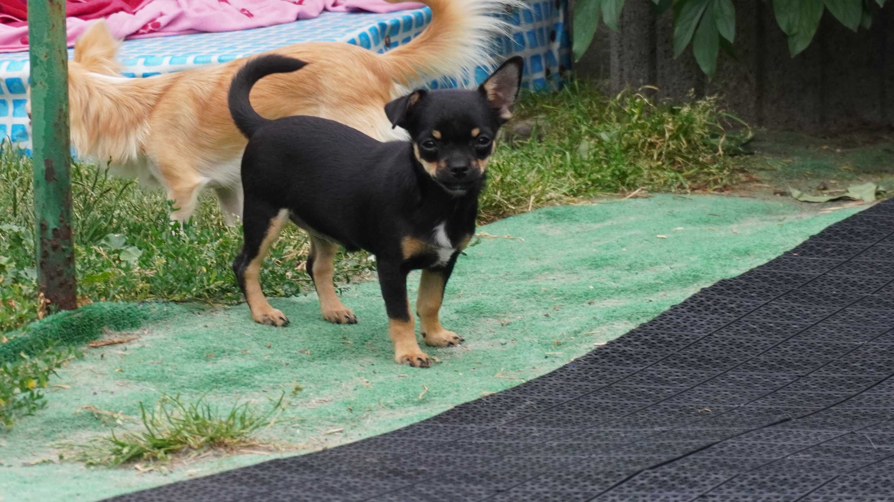Sunia krótkowłosa Chihuahua - ZKwP/FCI