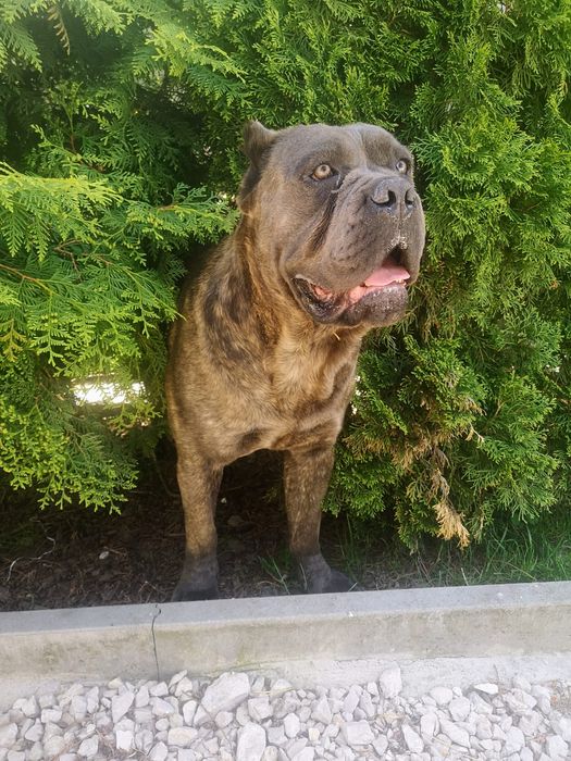 Suczka Cane Corso