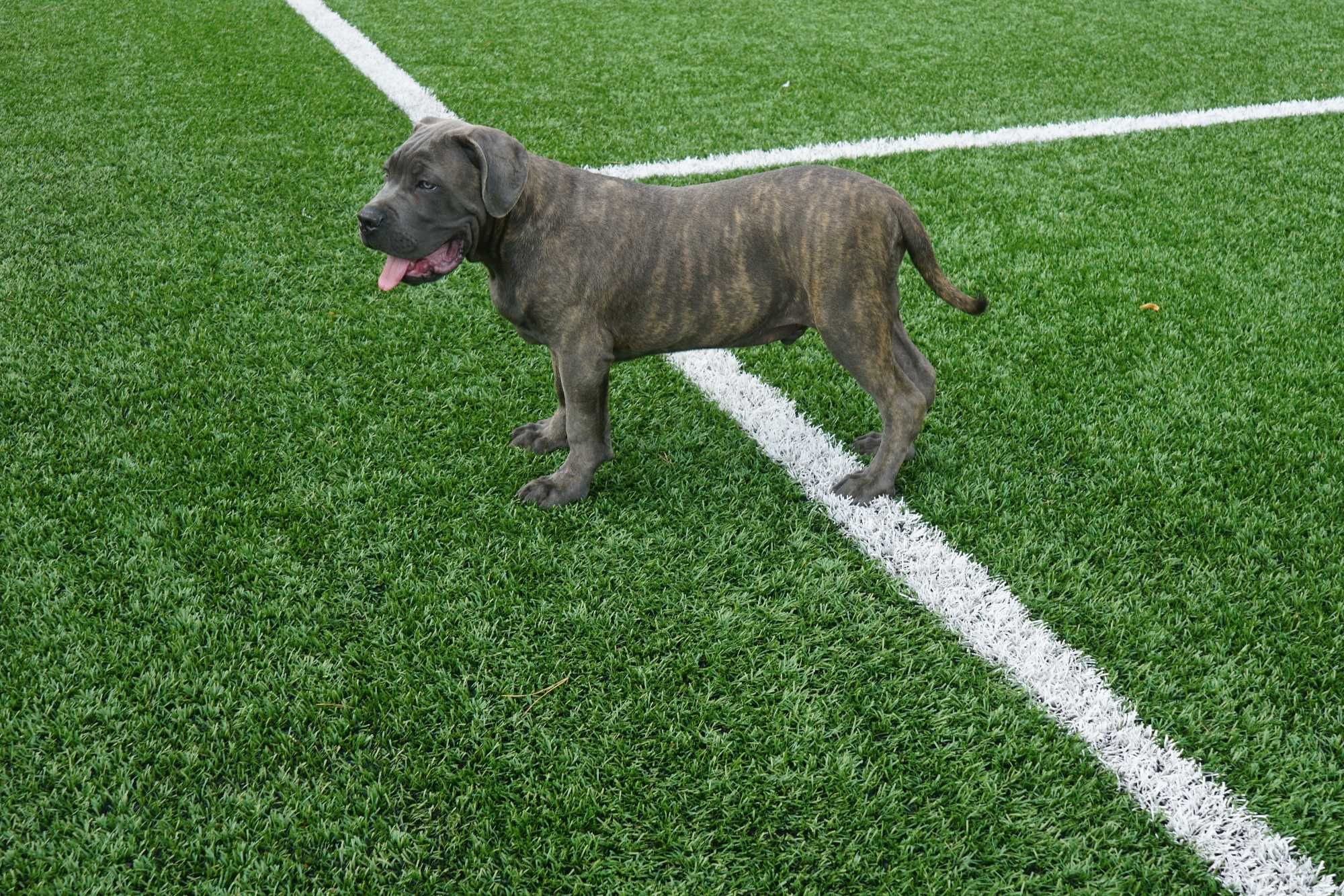 Pies 4-miesięczny Cane Corso ZKwP FCI
