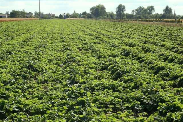 Sadzonki truskawek i malin.