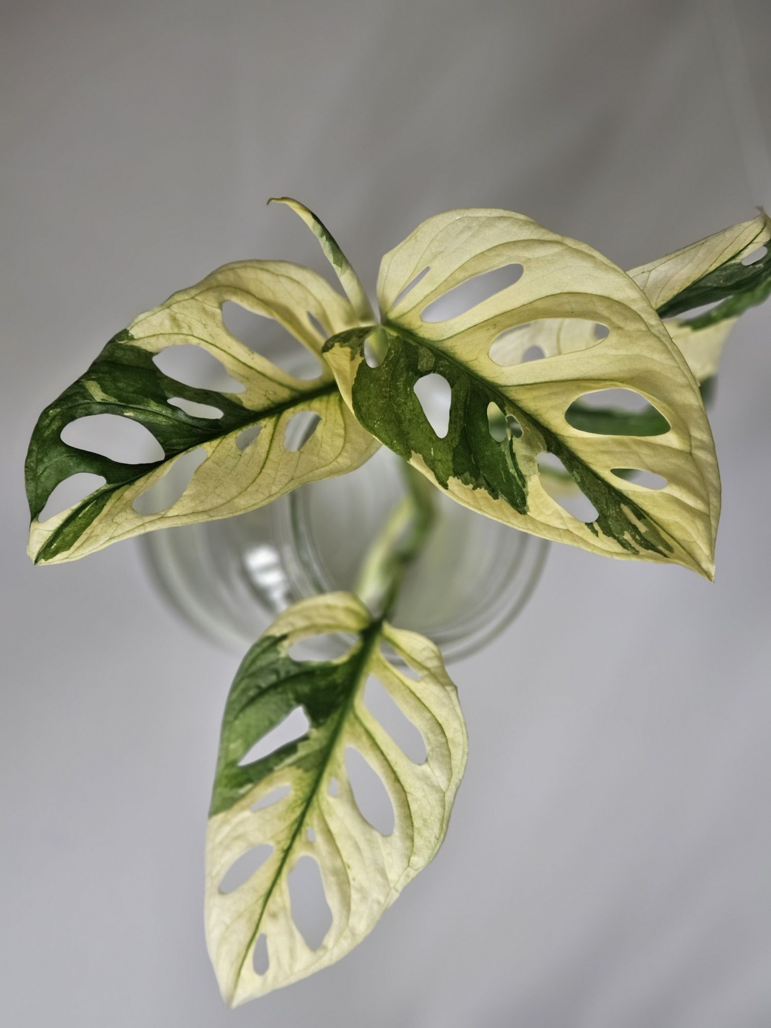 Monstera Adansonii Variegata