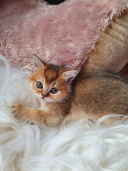 Золота красунечка Ny 25