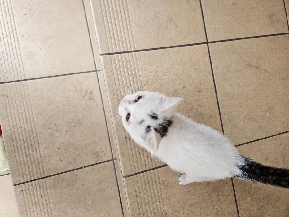 Oddam kotka w dobre ręce