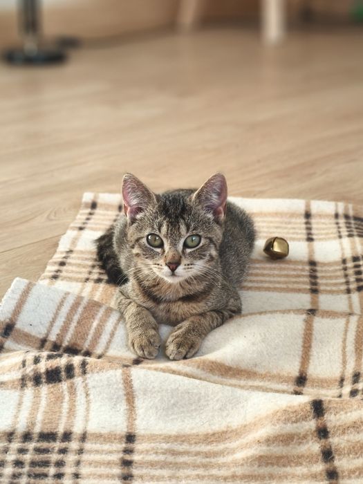 Kociaki do adopcji :)