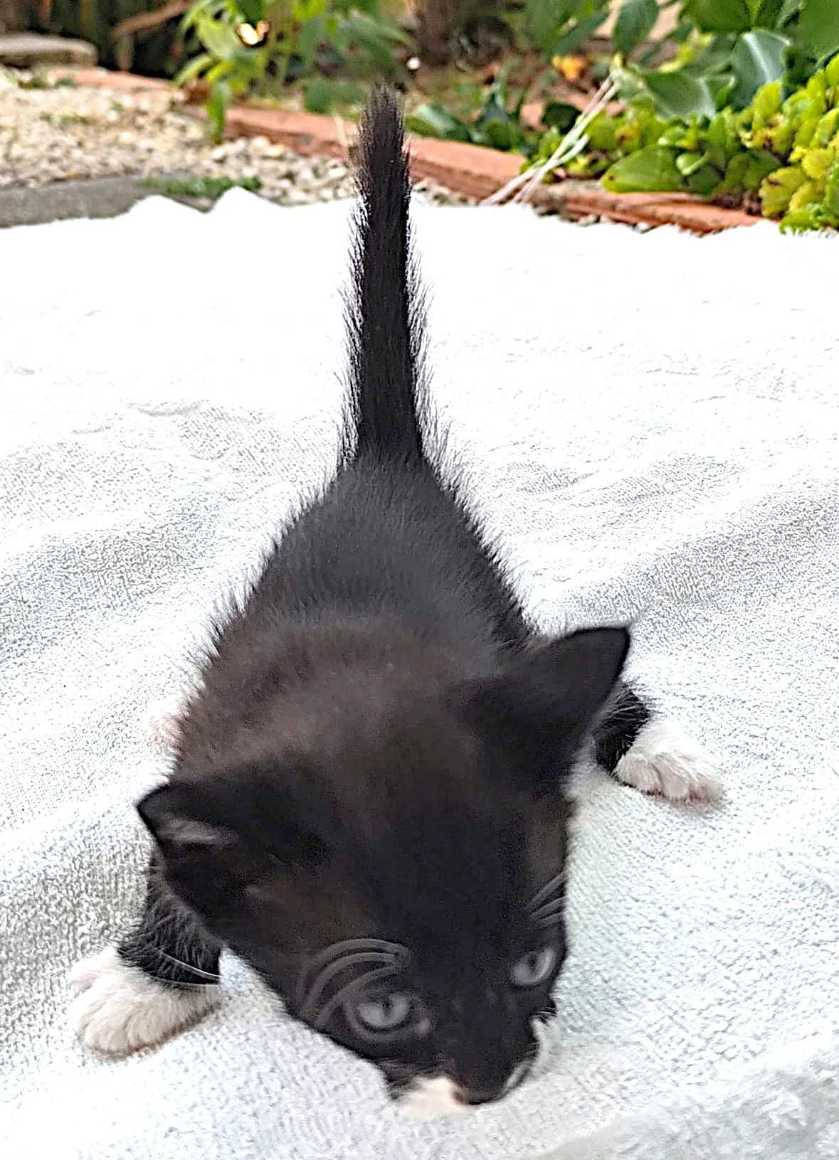 gatinhos/as pretinhos europeios e tuxedo em adopção responsável 1 mês.