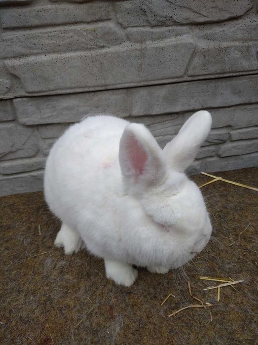 króliki  nowozelandzkie