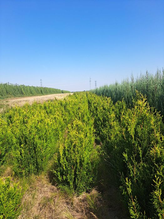 Tuja Szmaragd  80cm-180 cm (Aureospicata 100cm-160cm)