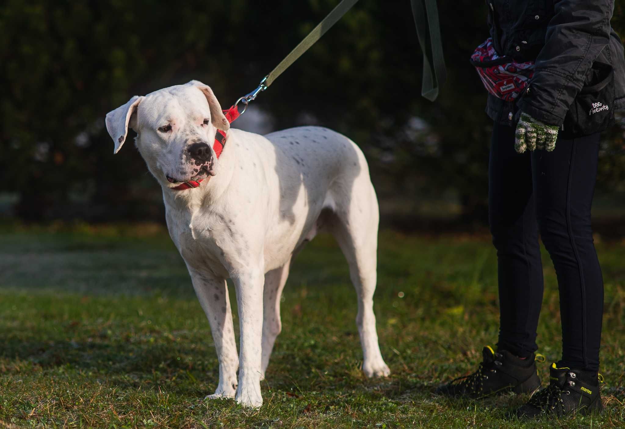 Diego dog argentyński szuka domu