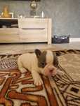 Buldog Francuski Pies Blue-White