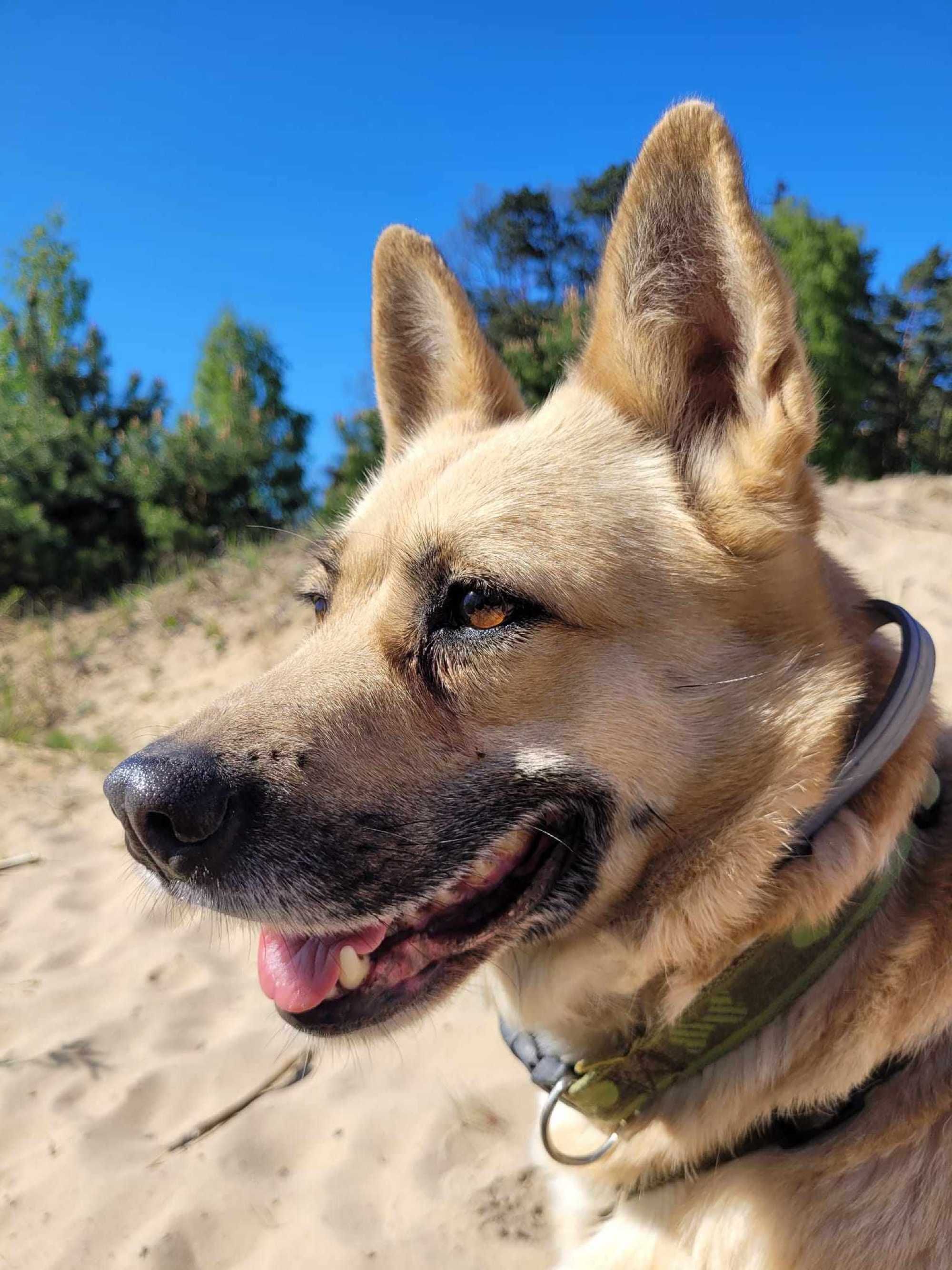 BUNIA typ:  AKITA, 4 lata, 25kg