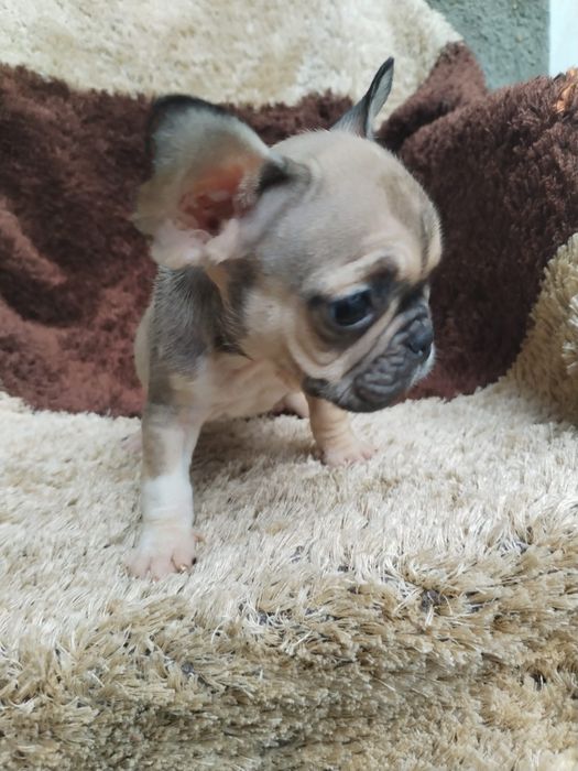 Lindo macho buldogue francês