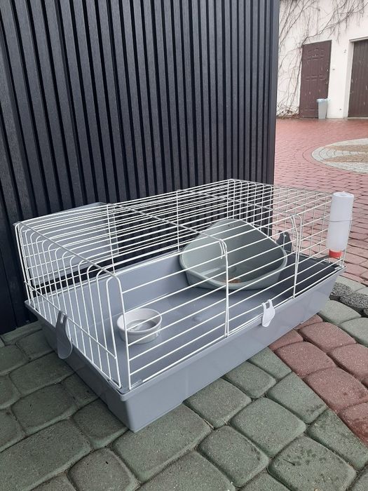 Kroliki baranek miniaturka karzełek mini lop