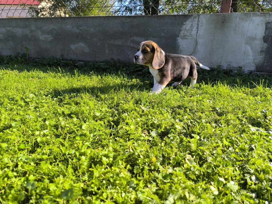 Przeuroczy szczeniaczek Beagle