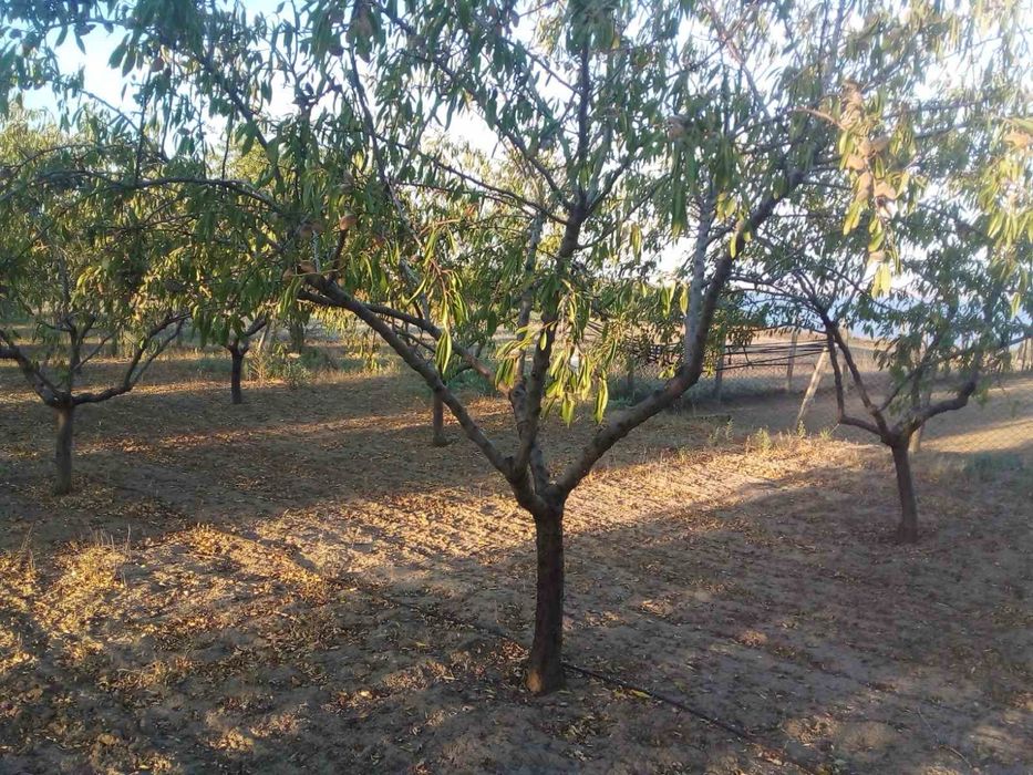 Свіжий солодкий мигдаль, урожай 2025 року