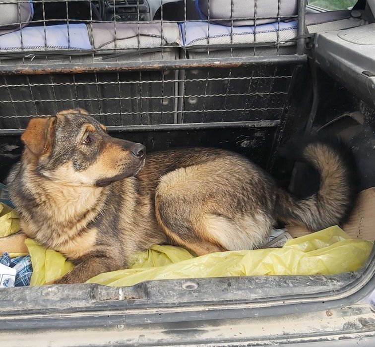 Zaginiony pies Gruby