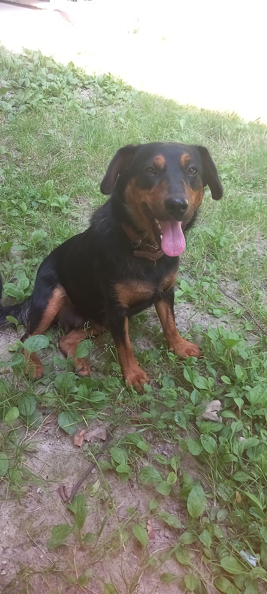 Oddam młoda Roczna Suczkę