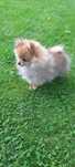 Szpic miniaturowy pomeranian