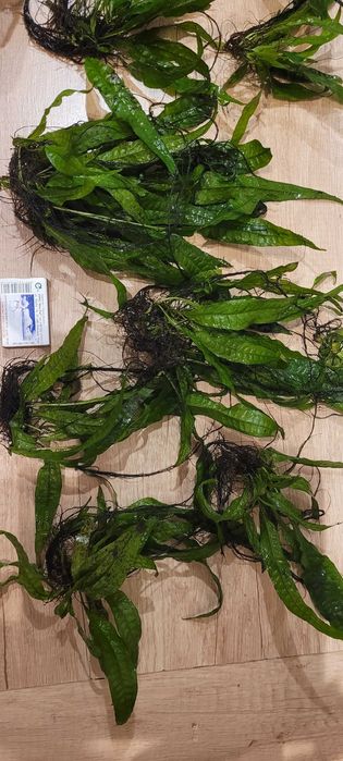 Mikrozorium oskrzydlone, mikrozorium skrzydlate