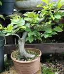 Grab pospolity bonsai