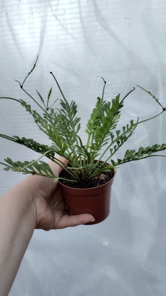 Папороть аспленіум Asplenium kenzoi