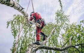 Спил деревьев , обрезка. Любой сложности, по всей облости