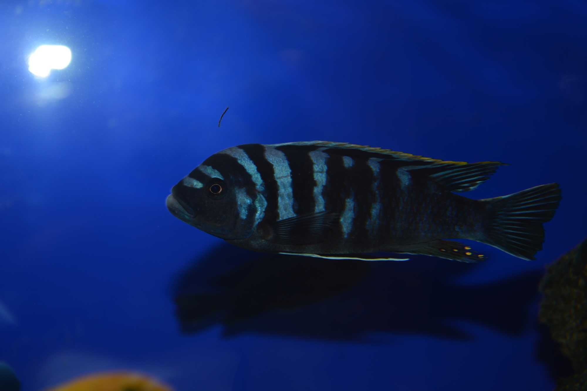 Cynotilapia Zebroides Ndonga Deep F2