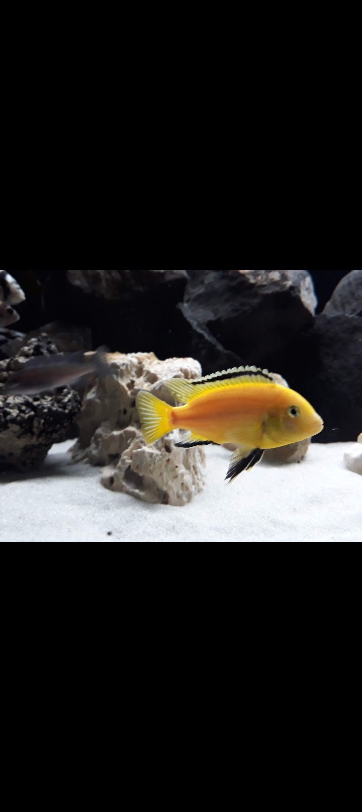 Crias Caeruleus Ciclideo