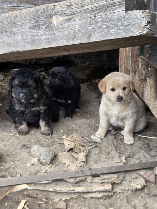 Oddam szczeniaki za darmo