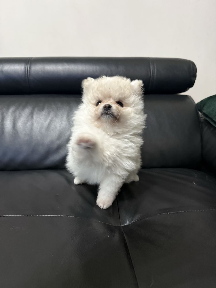 Szpic miniaturowy pomeranian suczka, samiec