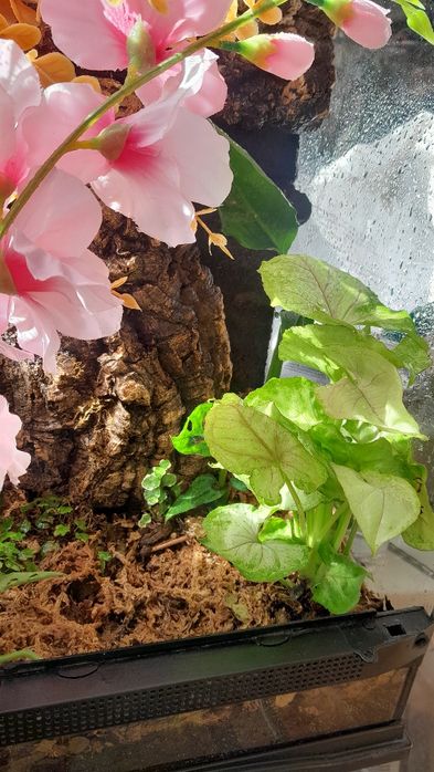 Terrarium 30x30x50 exoterra mcgravia gekon