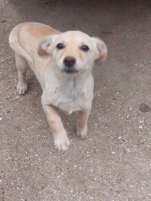 Щенок в хорошие руки