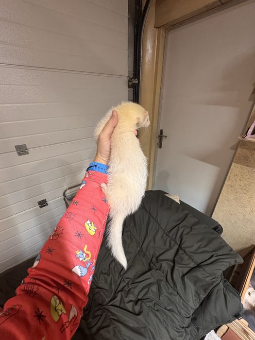 Fretka - samica albino mloda REZERWOWANA